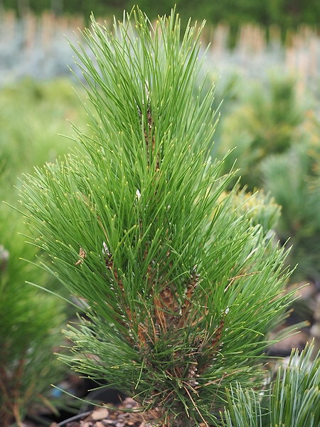 Pinus nigra 'Green Tower'